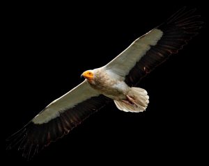 The effects of food predictability on the foraging ranges of fledgling Egyptian vultures – Korine Reznikov