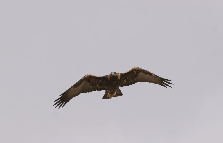 Management and Conservation of Raptor populations in Israel