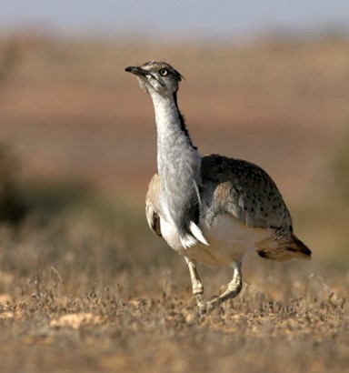 Research and conservation of the Asian Houbara bustard (Chlamydotis macqueenii) in Israel