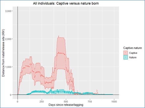 This figure presents the distance from natal or release site of captive hatched (N=26) versus nature hatched (N=22) Bonelli’s eagles, as a function of days since release/fledging. Captive hatched are showing marked tendency to fly farther away from their natal site.