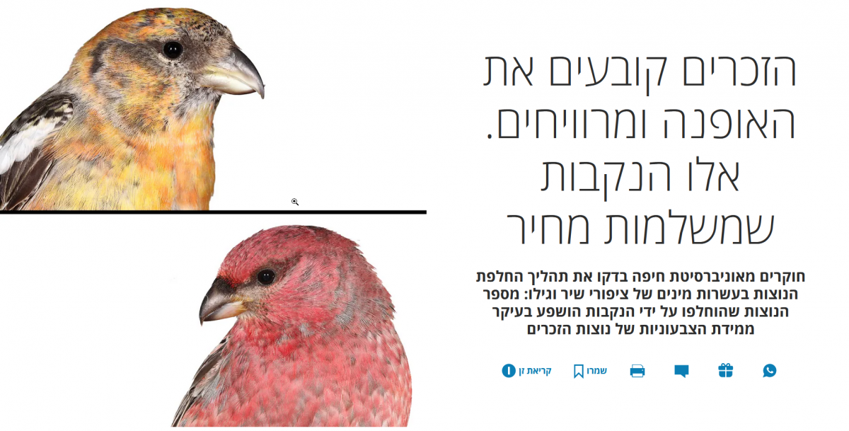 You are currently viewing Passerine feather moult research featured in Ha’aretz (Hebrew)